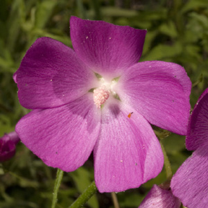clustered poppy mallow